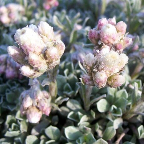 Rosy Pussytoes