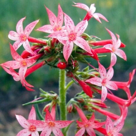 Scarlet Gilia