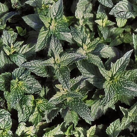 Spearmint Seeds