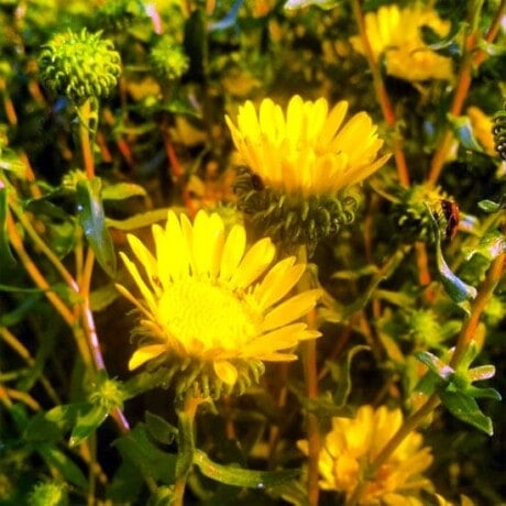 Sticky Curlycup
