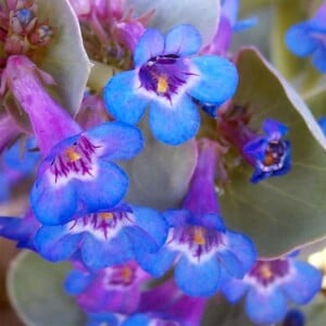 Waxyleaf Penstemon