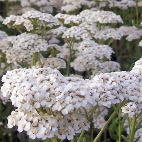 Western Yarrow