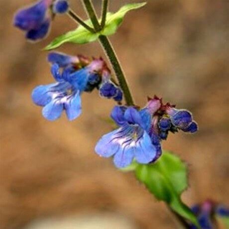 Wilcox Penstemon