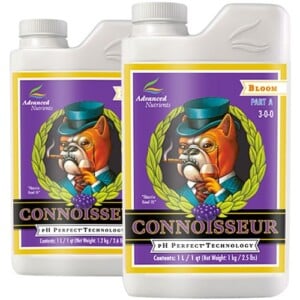 Connoisseur Bloom