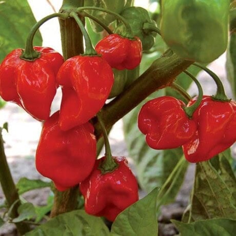 Habanero Pepper Seeds
