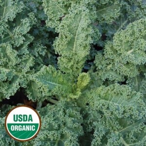 Dwarf Blue Curled Kale
