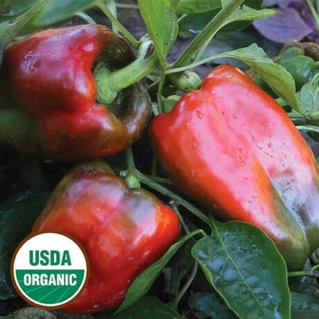 Napoleon Pepper Seeds