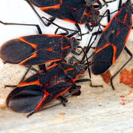 Boxelder Bugs