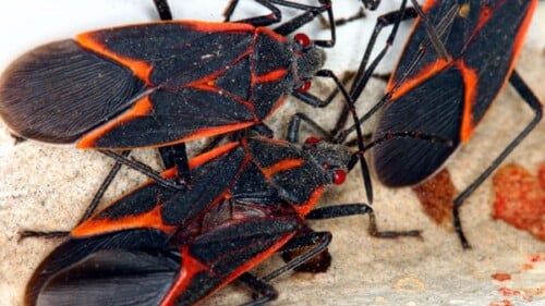 Boxelder Bugs