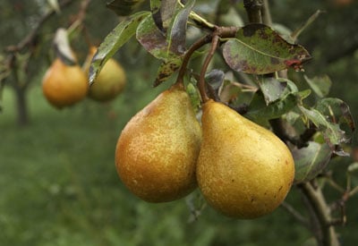 Pear Tree
