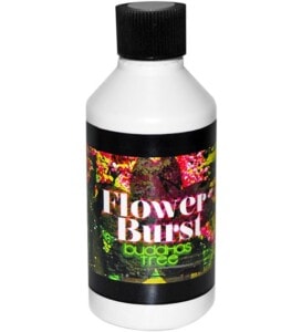 Flower Burst