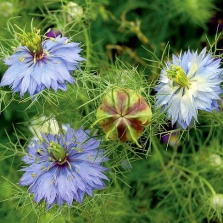 Flower, Love-In-A-Mist