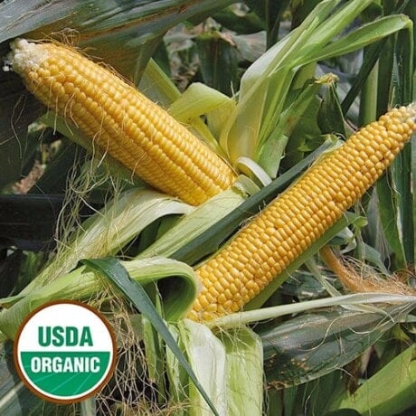 Golden Bantam Corn
