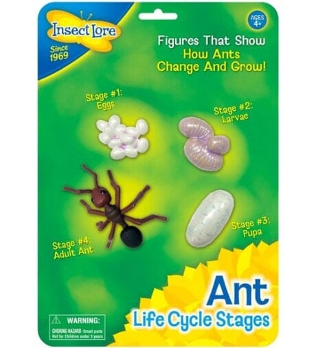 Ant Life Cycle Stages