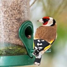 Birds, Bats & Butterflies
