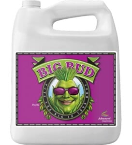 Organic Big Bud (OIM)