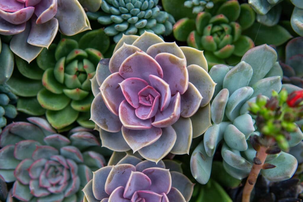 Echeveria Gibbiflora Succulent Arrangement