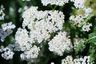 Achillea Millefolium