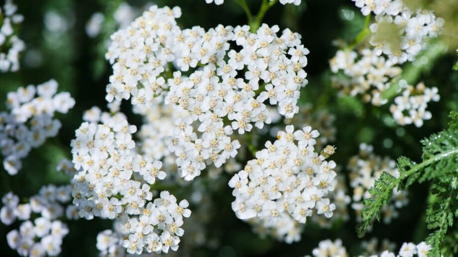 Achillea Millefolium