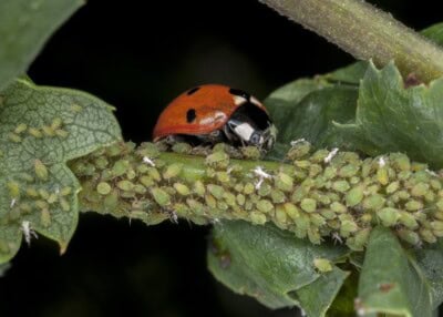 Ladybug Eating Aphids