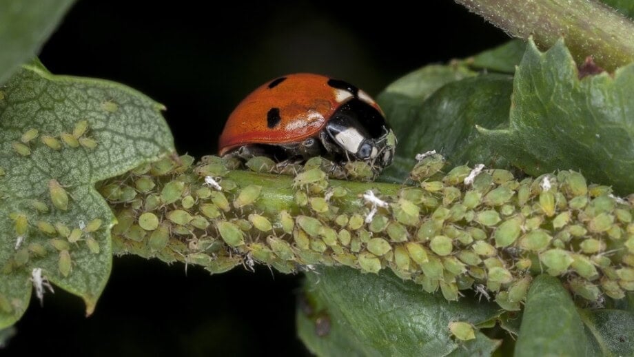 Ladybug Eating Aphids