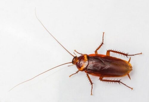 american-cockroach-scaled-500x342.jpg