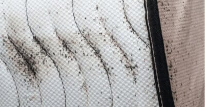 Bed Bugs on Mattress