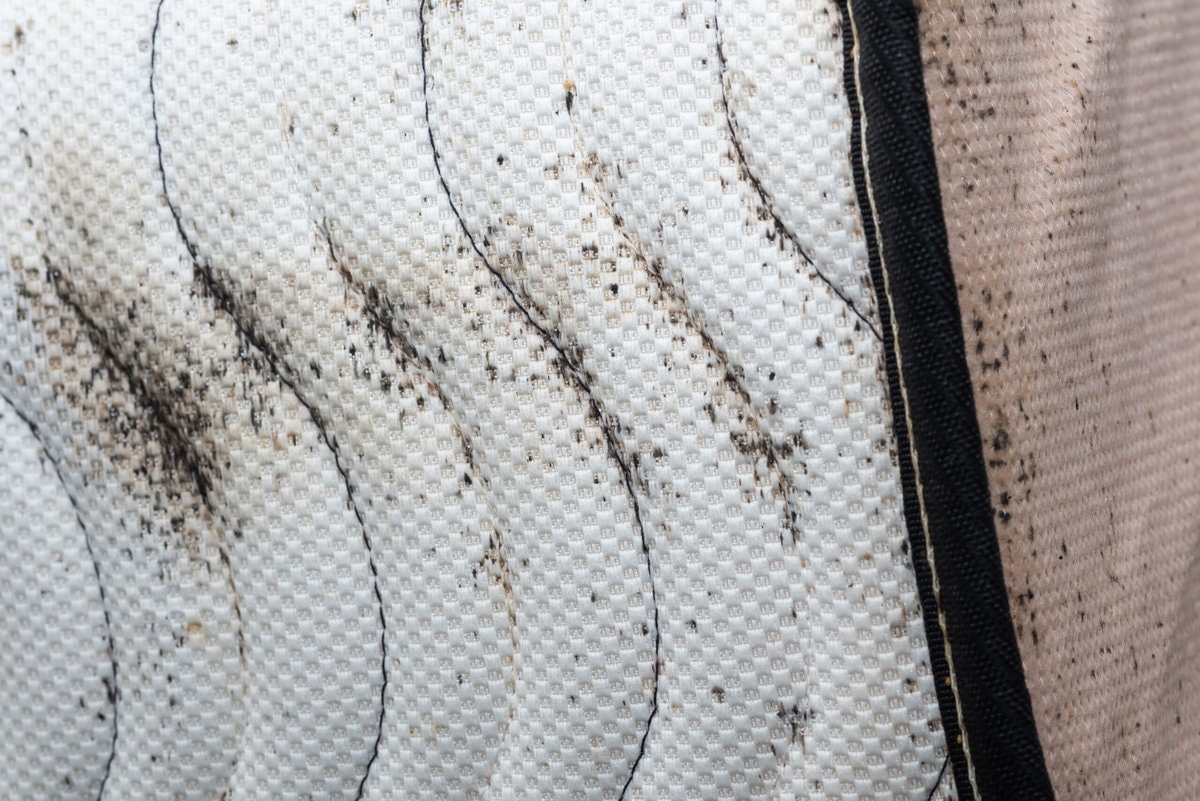 6 Early Signs of Bed Bugs (Top Indicators of an Infestation)