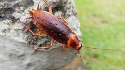 Palmetto Bug Or Cockroach: Differences & How to Kill Them