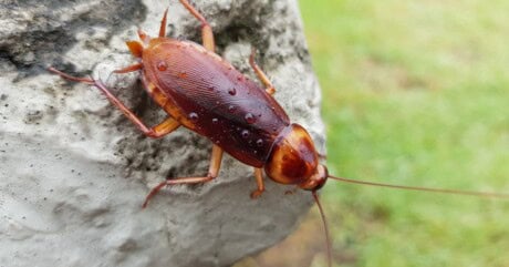 Palmetto Bug