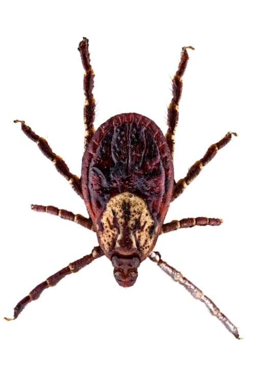 Tick Control: How to Get Rid of Ticks in Your Yard