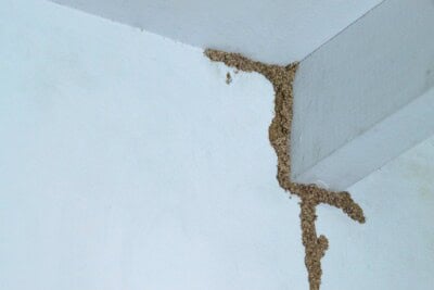 Termite Control: How to Get Rid of Termites Effectively