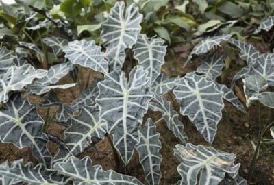 Alocasia Plant