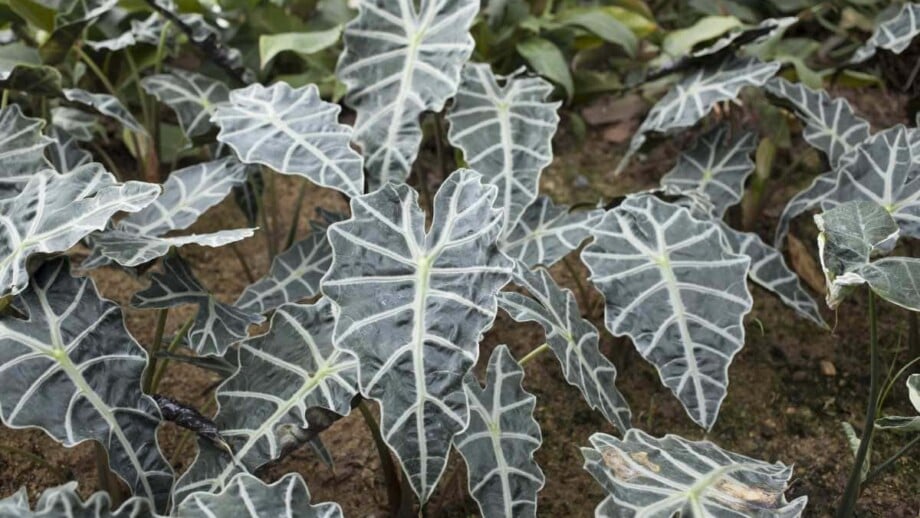 Alocasia Plant
