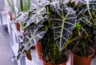 Alocasia Amazonica