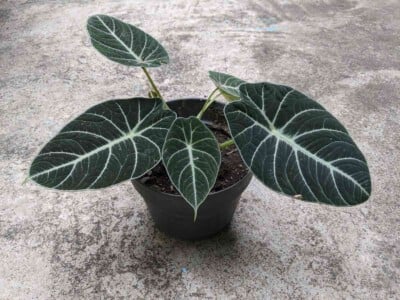 Alocasia Reginula Black Velvet