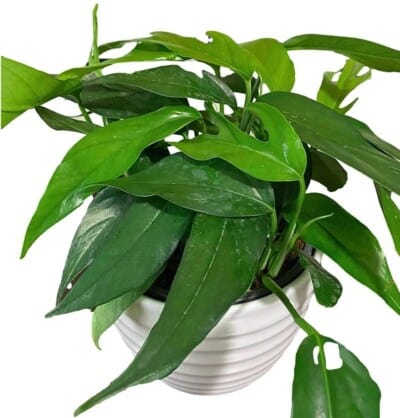 Baltic Blue Pothos
