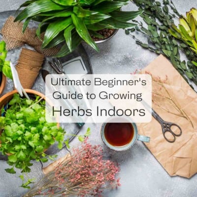Ultimate Beginner's Guide to Growing Herbs Indoors