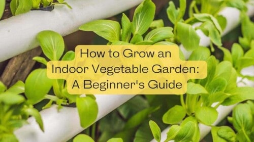 How to Grow an Indoor Vegetable Garden: A Beginner's Guide