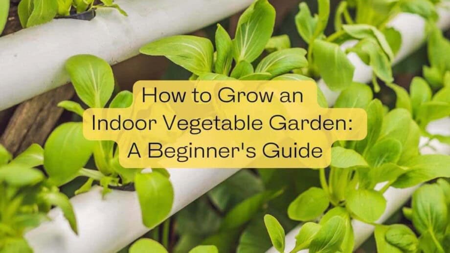 How to Grow an Indoor Vegetable Garden: A Beginner's Guide