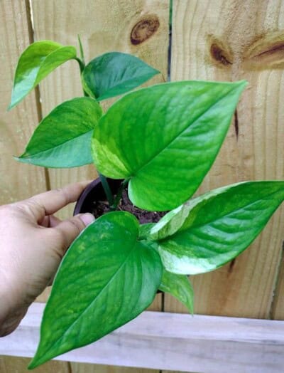 Jessenia Pothos