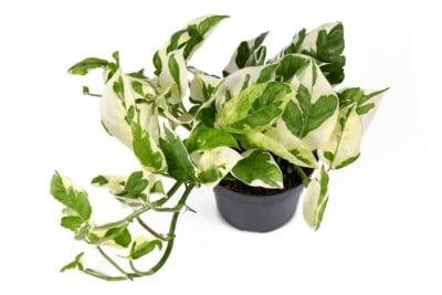 N'Joy Pothos