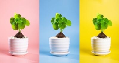 Stephania Erecta Plant