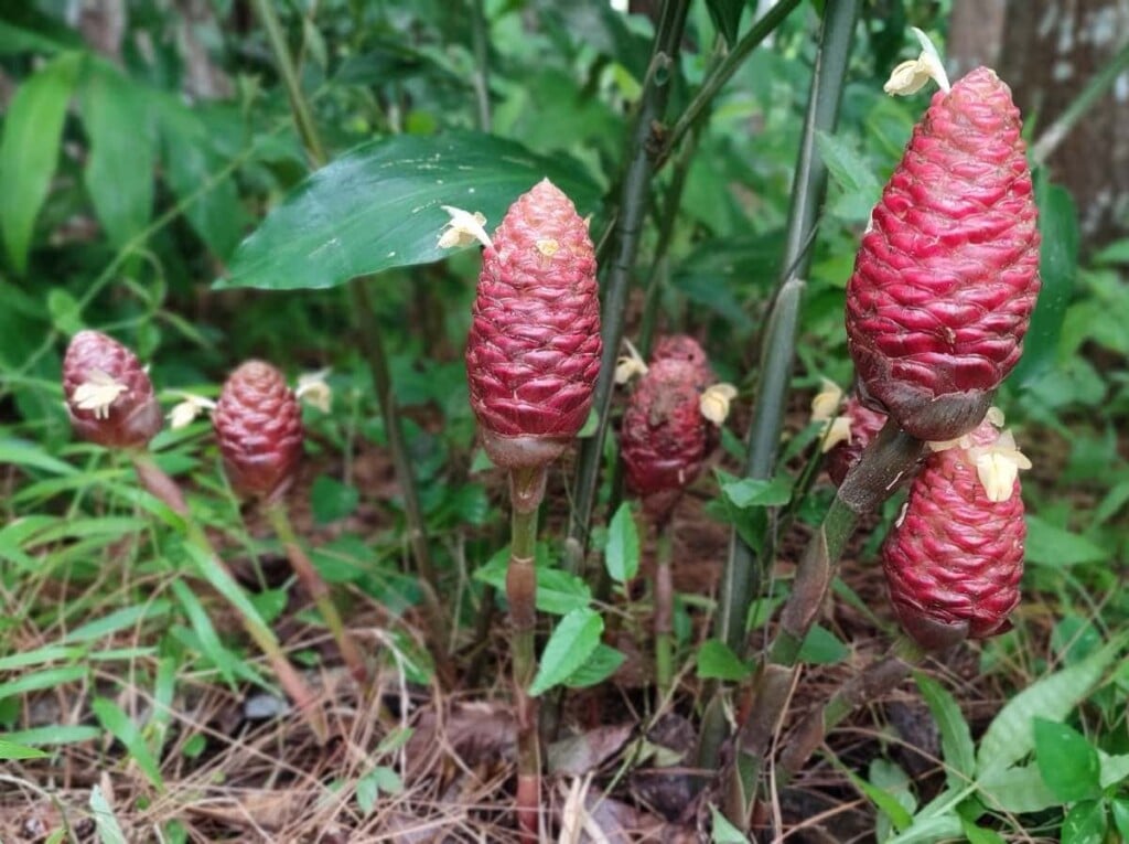 How to Plant, Grow, and Care for Shampoo Ginger Lily