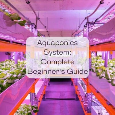 Aquaponics System Complete Beginners Guide