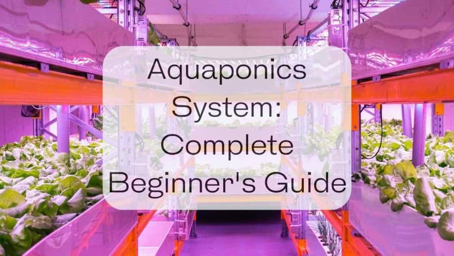 Aquaponics System Complete Beginners Guide