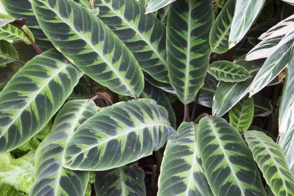 calathea aka zebra plant