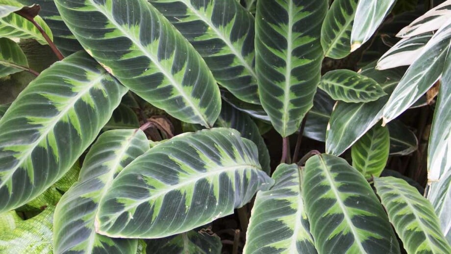 calathea aka zebra plant