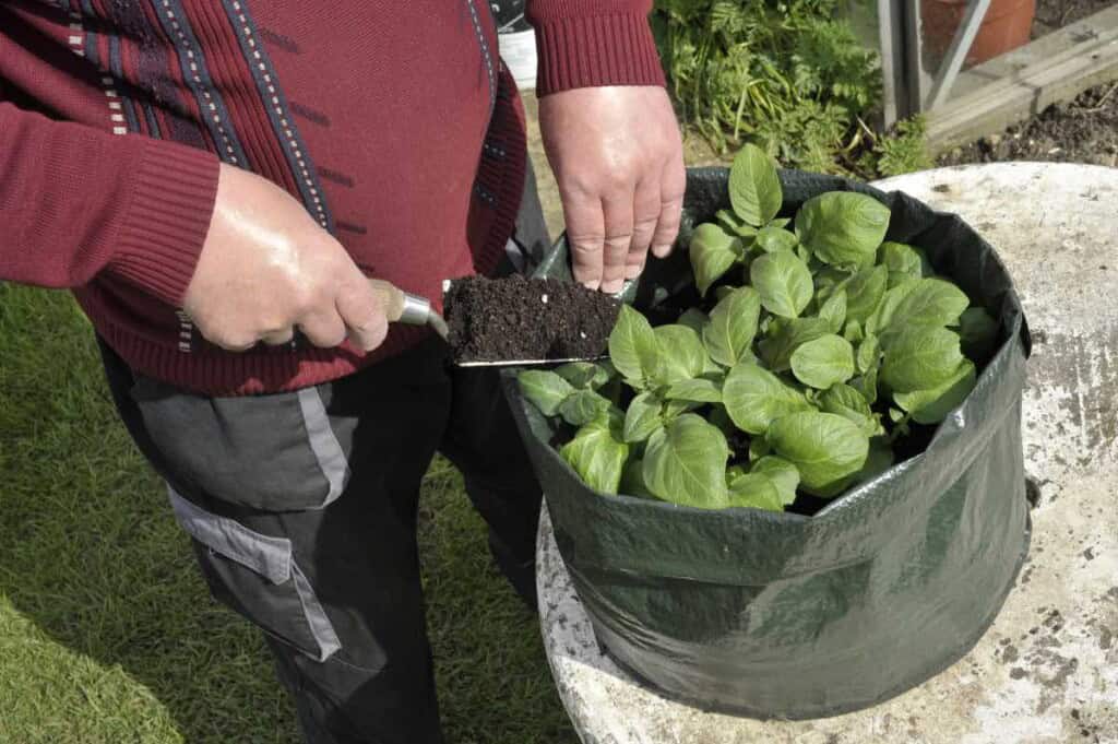 Growing Potatoes in Containers