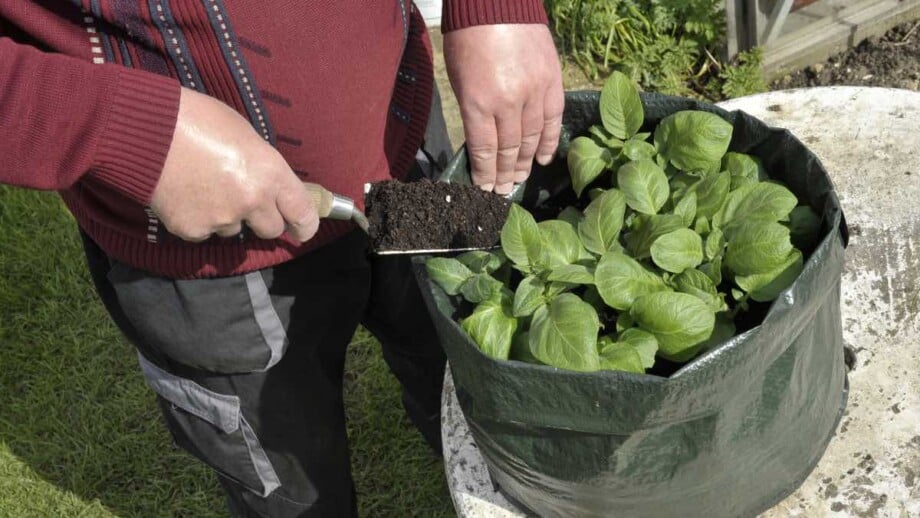 Growing Potatoes in Containers